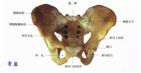 屁股位置|骨盆解剖：骶骨、尾骨、髂骨、坐骨、耻骨